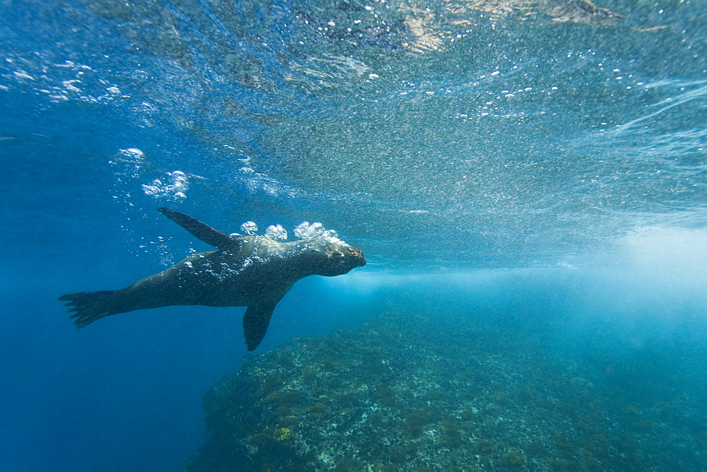 Galapagos sea lion (Zalophus wollebaeki) underwater at Champion Islet near Floreana Island in the Galapagos Island Archipeligo, Ecuador. Pacific Ocean