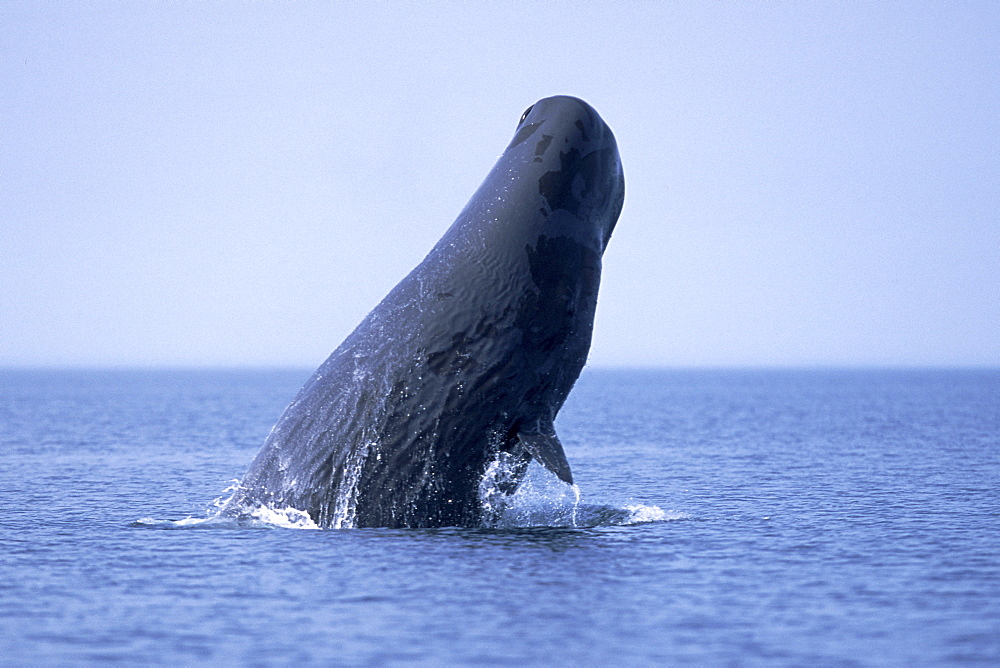 Sub-adult Sperm Whale (Physeter macrocephalus) breaching in northern Gulf of California, Mexico
