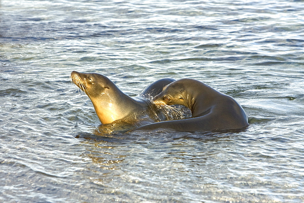 Galapagos sea lion (Zalophus wollebaeki) in Gardner Bay on Espanola Island in the Galapagos Island roup, Ecuador. Pacific Ocean