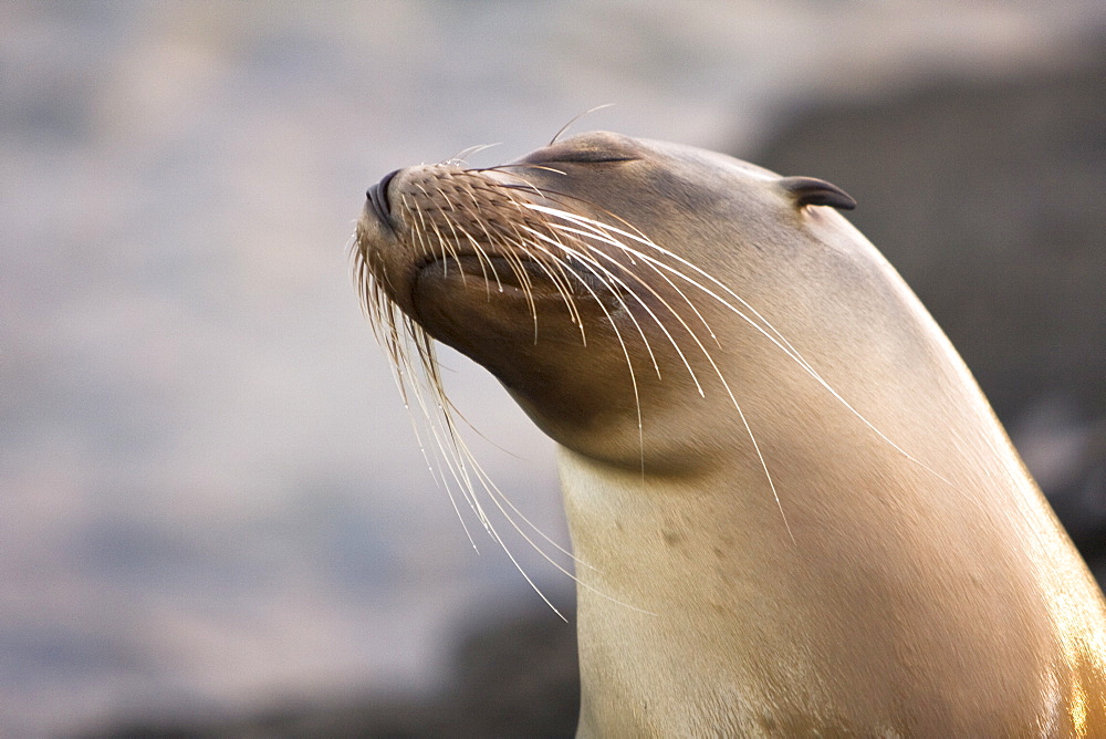 Galapagos sea lion (Zalophus wollebaeki) in Gardner Bay on Espanola Island in the Galapagos Island roup, Ecuador. Pacific Ocean