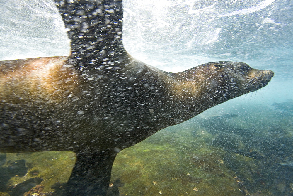 Galapagos sea lion (Zalophus wollebaeki) underwater at the Guy Fawkes Islets near Santa Cruz Island in the Galapagos Island Archipeligo, Ecuador. Pacific Ocean