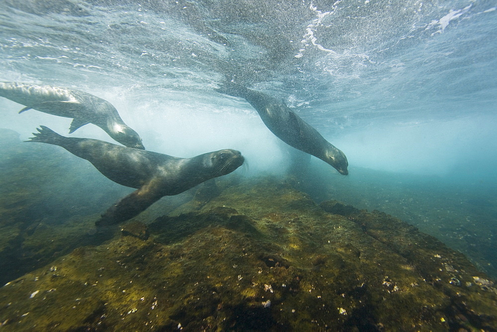 Curious Galapagos sea lions (Zalophus wollebaeki) underwater at the Guy Fawkes Islets near Santa Cruz Island in the Galapagos Island Archipeligo, Ecuador. Pacific Ocean