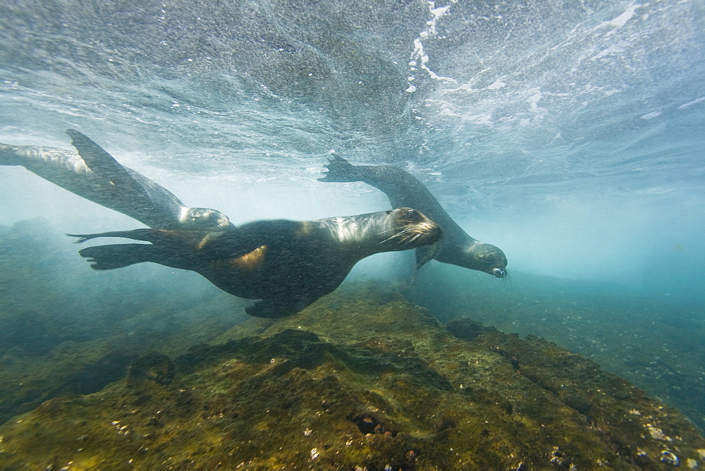 Curious Galapagos sea lions (Zalophus wollebaeki) underwater at the Guy Fawkes Islets near Santa Cruz Island in the Galapagos Island Archipeligo, Ecuador. Pacific Ocean