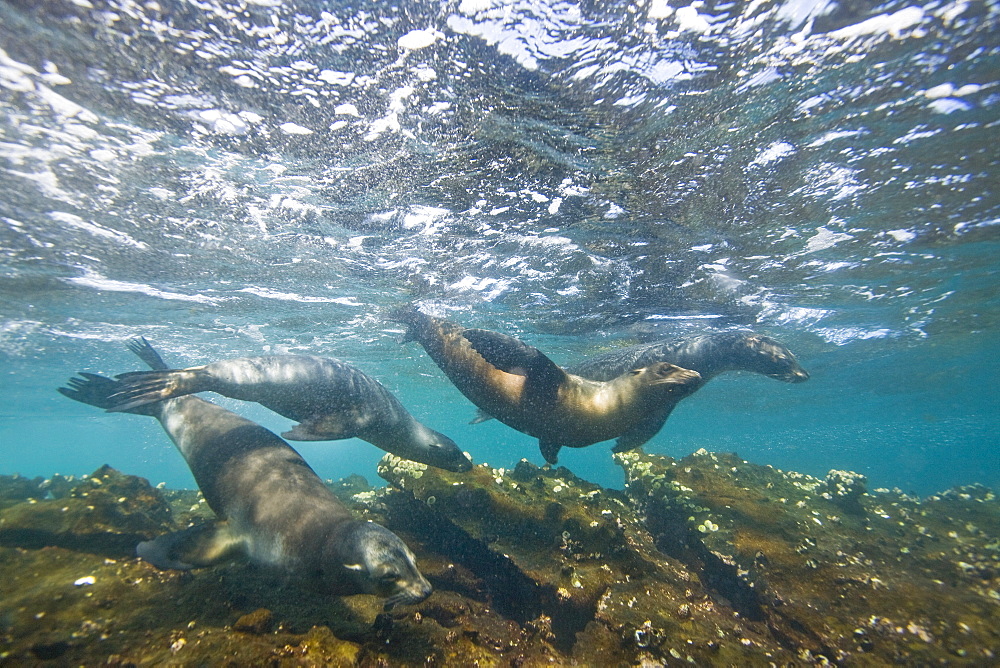 Curious Galapagos sea lions (Zalophus wollebaeki) underwater at the Guy Fawkes Islets near Santa Cruz Island in the Galapagos Island Archipeligo, Ecuador. Pacific Ocean