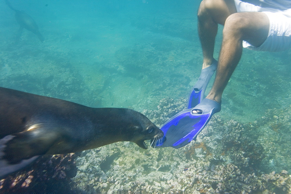 Curious Galapagos sea lion (Zalophus wollebaeki) nibbling snorkelers fin underwater at the Guy Fawkes Islets, Galapagos Island Archipeligo, Ecuador, Pacific Ocean