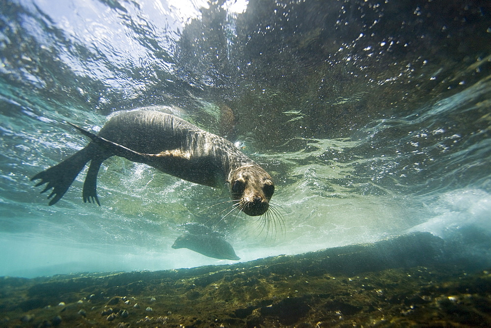 Galapagos sea lion (Zalophus wollebaeki) underwater at the Guy Fawkes Islets near Santa Cruz Island in the Galapagos Island Archipeligo, Ecuador. Pacific Ocean