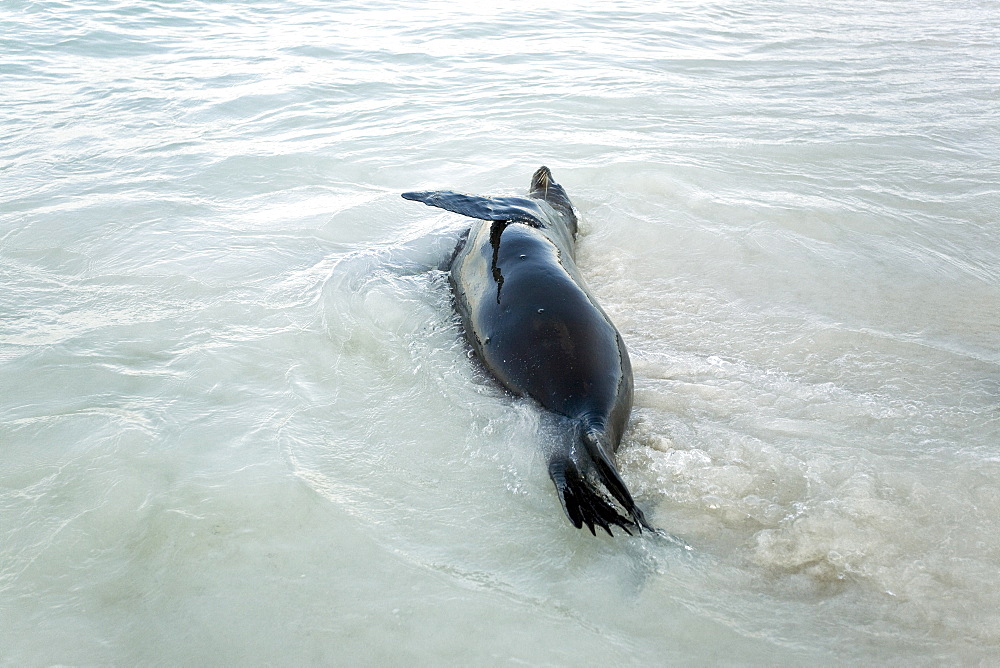 Galapagos sea lion (Zalophus wollebaeki) playing in the surf zone at Gardner Bay on Espanola Island in the Galapagos Island Archipeligo, Ecuador. Pacific Ocean.