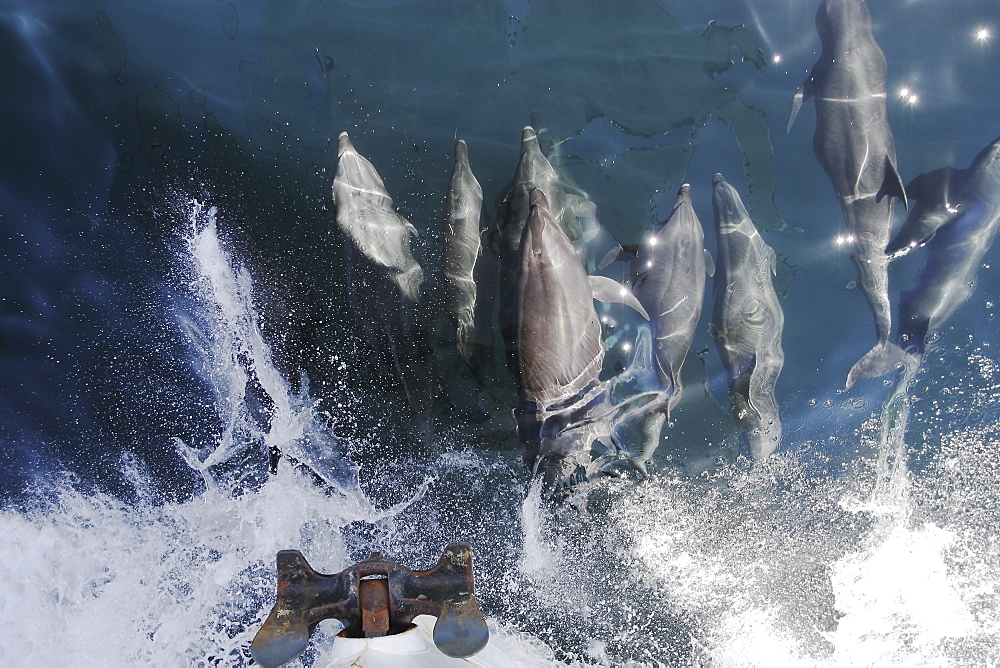 Bottlenose Dolphins (Tursiops truncatus) bowriding in the lower Gulf of California (Sea of Cortez), Mexico.