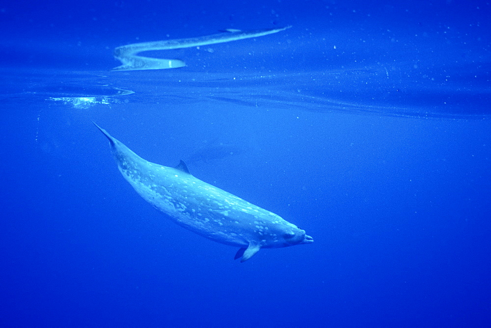 Adult male Blainville's Beaked Whale (Mesoplodon densirostris) in deep water off the Kona coast of the Big Island of Hawaii, USA.