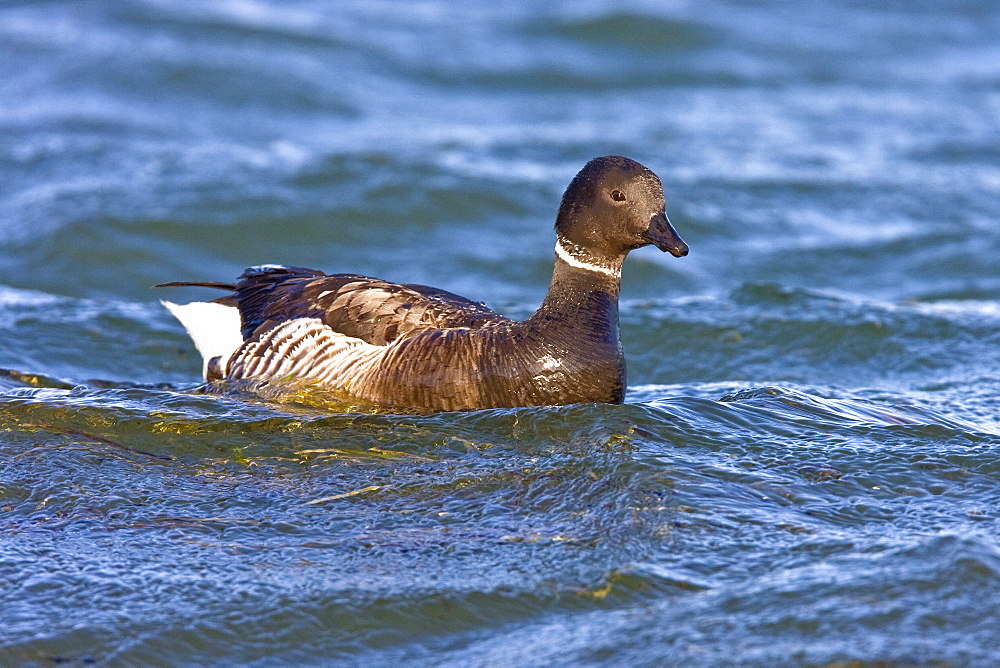 Adult brant (Branta bernicla nigricans) feeding on eel grass in the shallow waters of San Ignacio Lagoon, Baja California Sur, Mexico