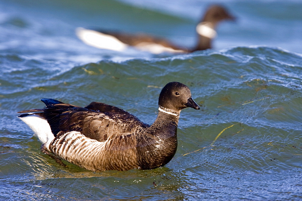 Adult brant (Branta bernicla nigricans) feeding on eel grass in the shallow waters of San Ignacio Lagoon, Baja California Sur, Mexico