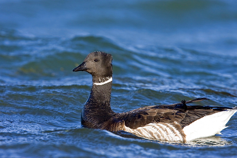 Adult brant (Branta bernicla) feeding on eel grass in the shallow waters of San Ignacio Lagoon, Baja California Sur, Mexico.