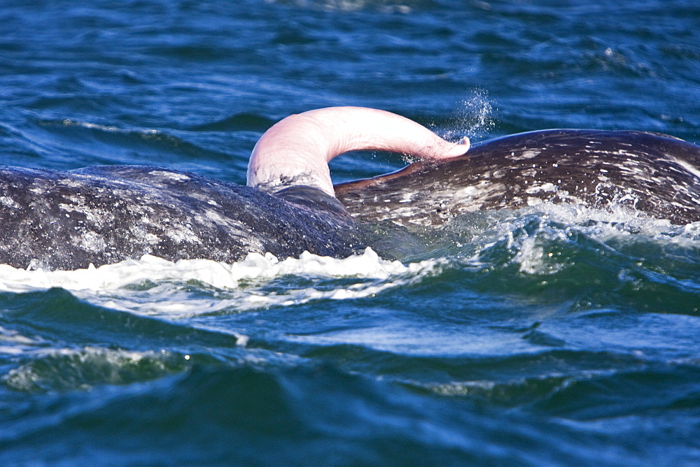 California Gray Whale (Eschrichtius robustus) in San Ignacio Lagoon on the Pacific side of the Baja Peninsula, Baja California Sur, Mexico