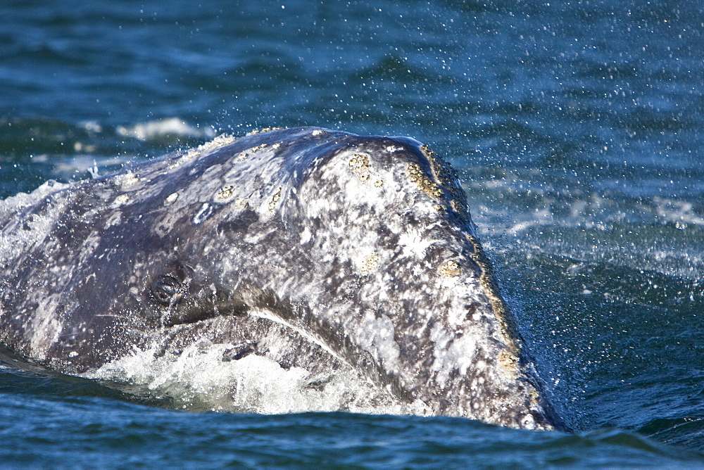 California Gray Whale (Eschrichtius robustus) in San Ignacio Lagoon on the Pacific side of the Baja Peninsula, Baja California Sur, Mexico