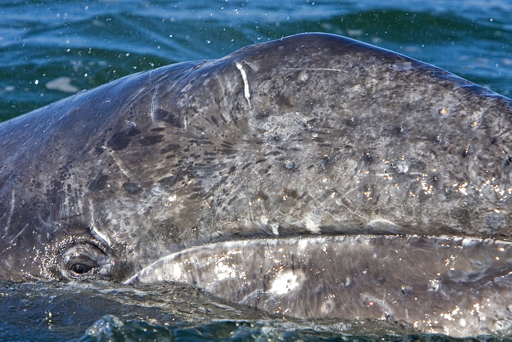 Looking into the eye of a California Gray Whale calf (Eschrichtius robustus) in San Ignacio Lagoon on the Pacific side of the Baja Peninsula, Baja California Sur, Mexico