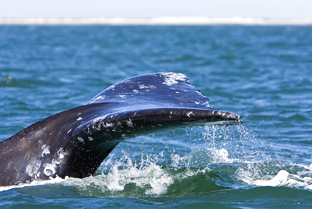 California Gray Whale (Eschrichtius robustus) fluke-up dive in San Ignacio Lagoon on the Pacific side of the Baja Peninsula, Baja California Sur, Mexico