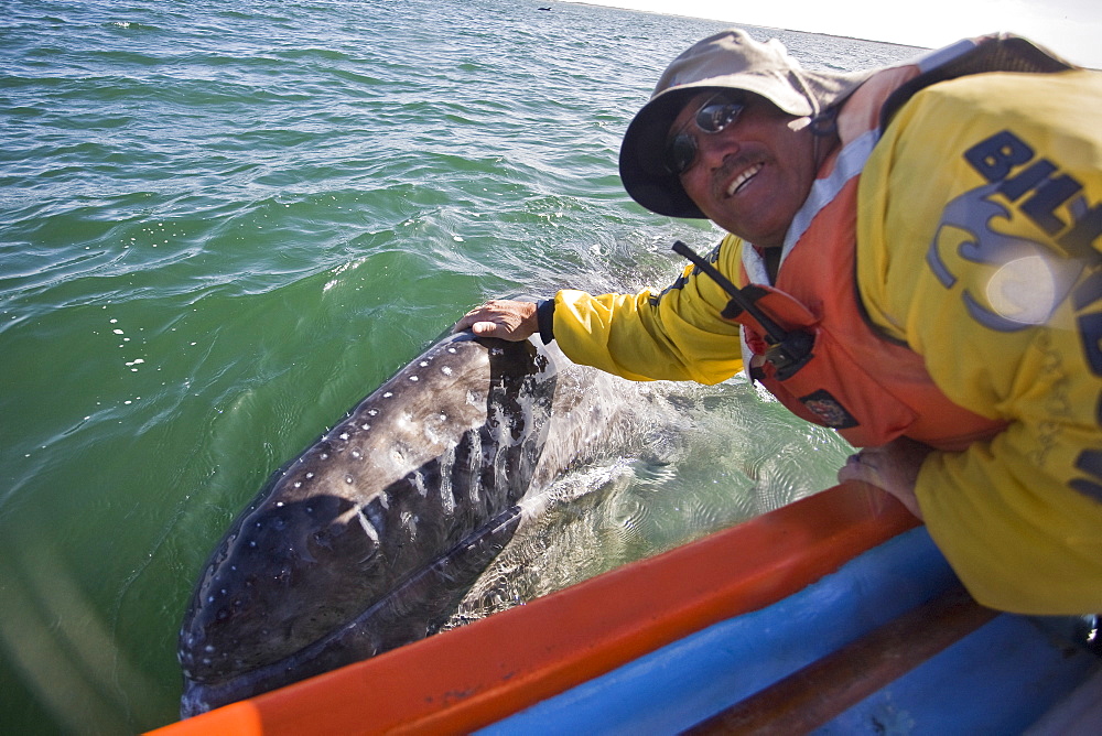 Excited whale watchers reach out to touch a California Gray Whale (Eschrichtius robustus) in San Ignacio Lagoon, Baja Peninsula, Baja California Sur, Mexico