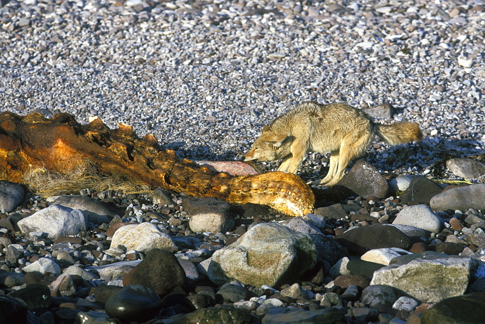 Coyote (Canis latrans) feeding on the carcass of a California Gray Whale (Eschrichtius robustus) calf washed up on Isla Tiburon in the midriff region of the Gulf of California (Sea of Cortez), Mexico.