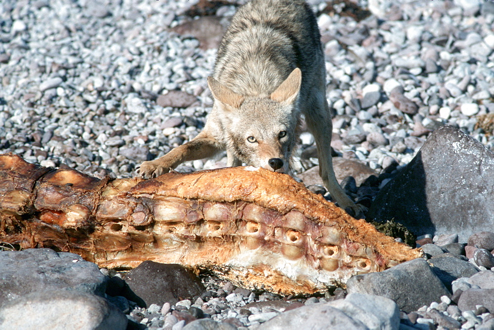 An adult coyote feeding on the carcass of a X(gray whale calf).  Isla Tiburon, Mexico.  S(Mexico (Pacific))S(stranding)S(coyote)S(AW)S(feeding)