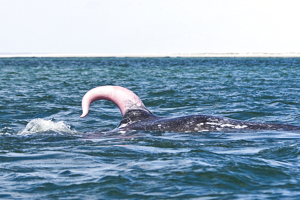 California Gray Whale (Eschrichtius robustus) in San Ignacio Lagoon on the Pacific side of the Baja Peninsula, Baja California Sur, Mexico