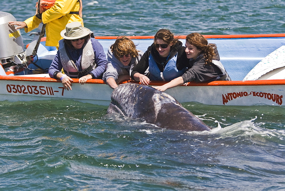 Excited whale watchers reach out to touch a California Gray Whale calf (Eschrichtius robustus) in San Ignacio Lagoon, Baja Peninsula, Baja California Sur, Mexico