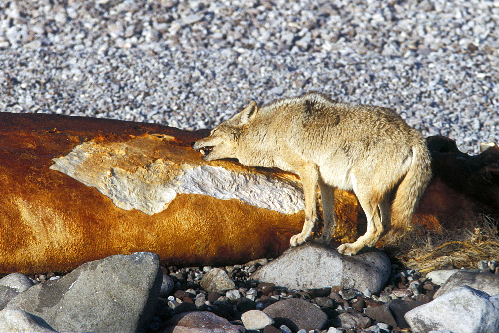 Coyote (Canis latrans) feeding on the carcass of a California Gray Whale (Eschrichtius robustus) calf washed up on Isla Tiburon in the midriff region of the Gulf of California (Sea of Cortez), Mexico.