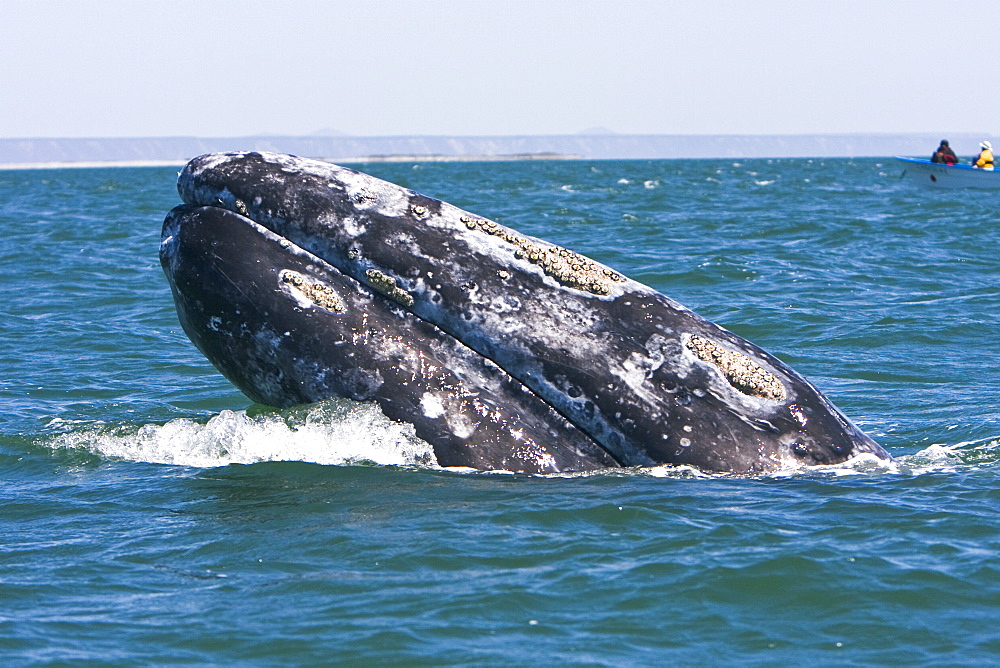 An adult California Gray Whale (Eschrichtius robustus) spy-hopping (note the eye above water) in San Ignacio Lagoon, Baja Peninsula, Baja California Sur, Mexico