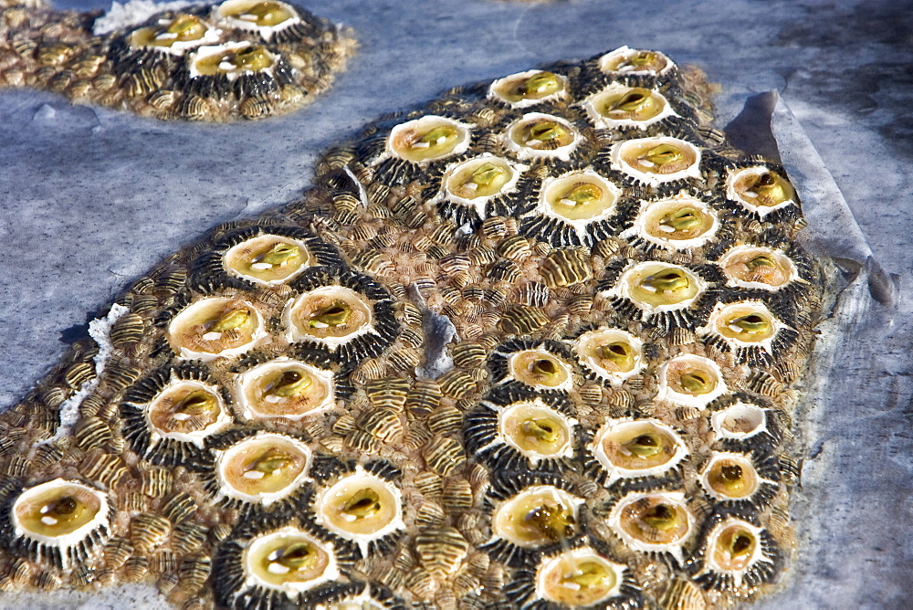 Close up view of the skin of an adult California Gray Whale (Eschrichtius robustus) in San Ignacio Lagoon showing the barnacles and whale lice, Baja Peninsula, Baja California Sur, Mexico