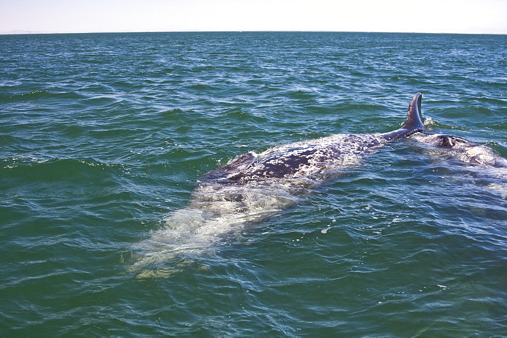 A mother California Gray Whale (Eschrichtius robustus) and newborn calf in San Ignacio Lagoon, Baja California Sur, Mexico