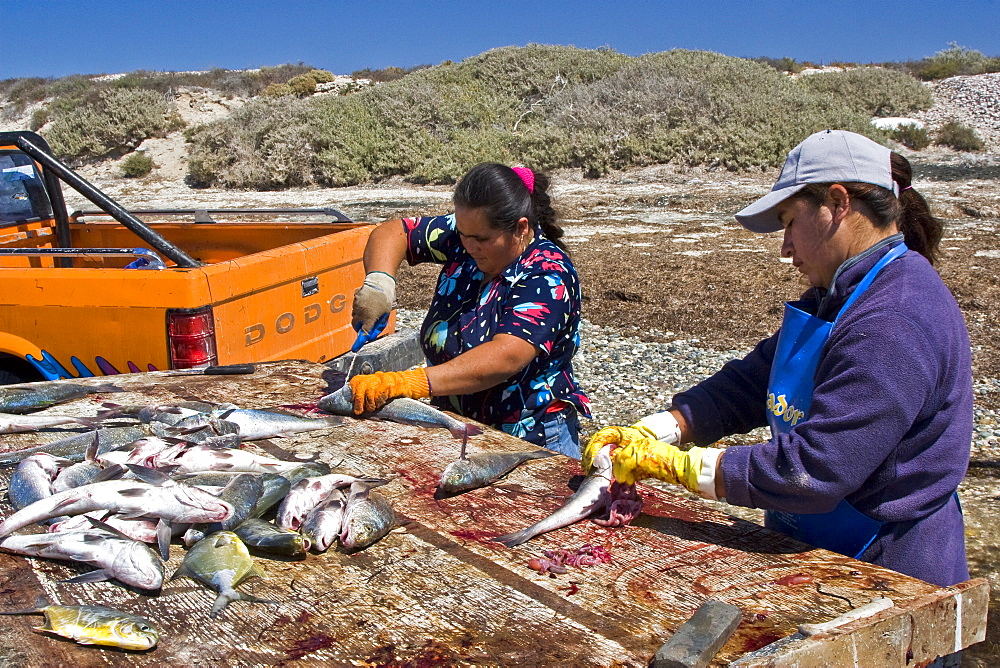 Three generations of Mexican fisherman work to pick, sort, and clean a huge catch from their gill net in San Ignacio Lagoon, Baja California Sur, Mexico