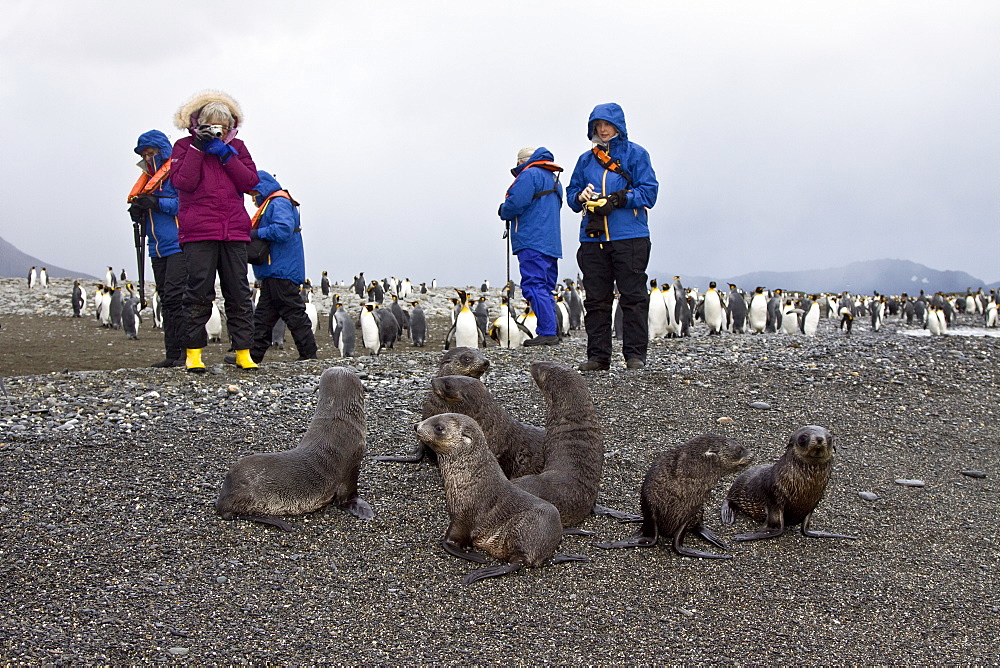 Antarctic Fur Seal (Arctocephalus gazella) on the island of South Georgia, Southern Atlantic Ocean