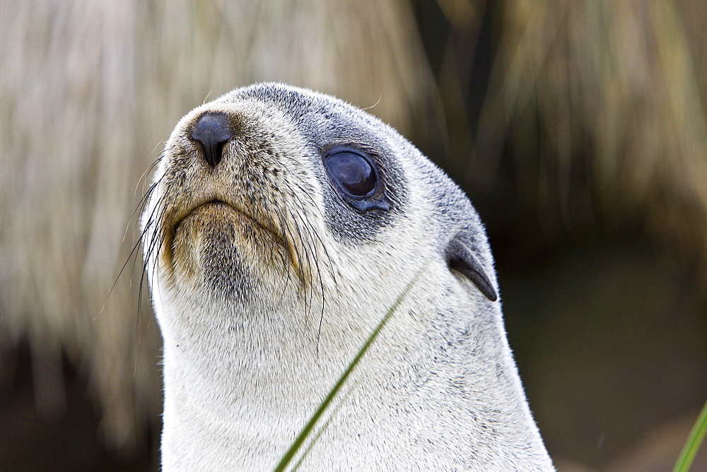 Antarctic Fur Seal (Arctocephalus gazella) pup on Prion Island in the Bay of Isles on the island of South Georgia, Southern Atlantic Ocean