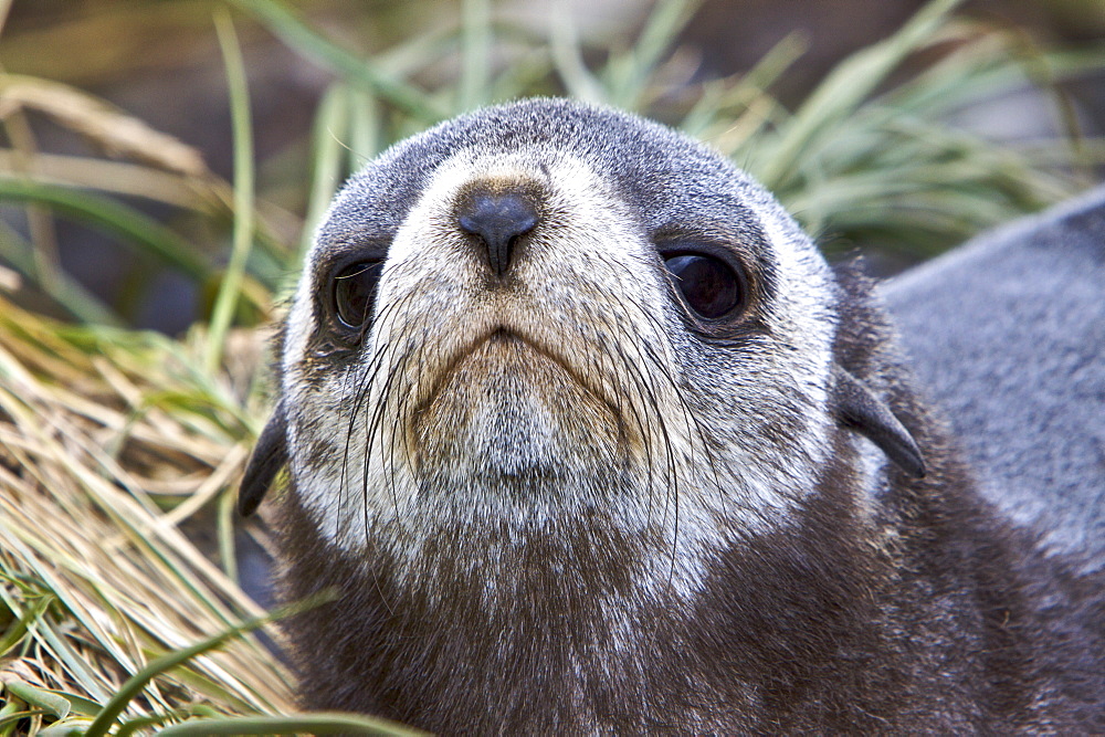 Antarctic Fur Seal (Arctocephalus gazella) pup on Prion Island in the Bay of Isles on the island of South Georgia, Southern Atlantic Ocean