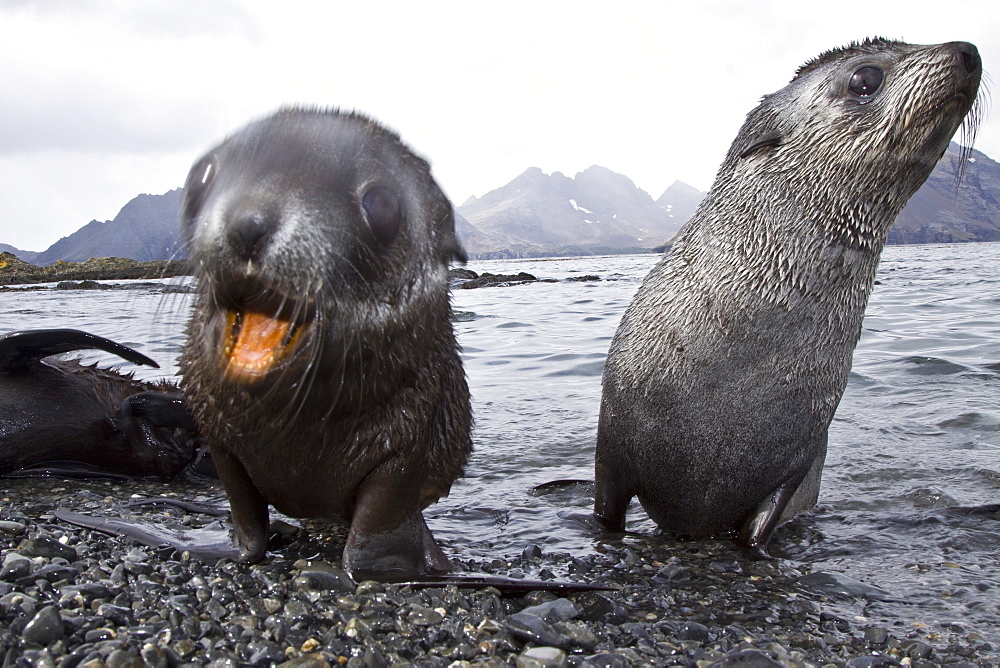 Antarctic Fur Seal (Arctocephalus gazella) pup on Prion Island in the Bay of Isles on the island of South Georgia, Southern Atlantic Ocean