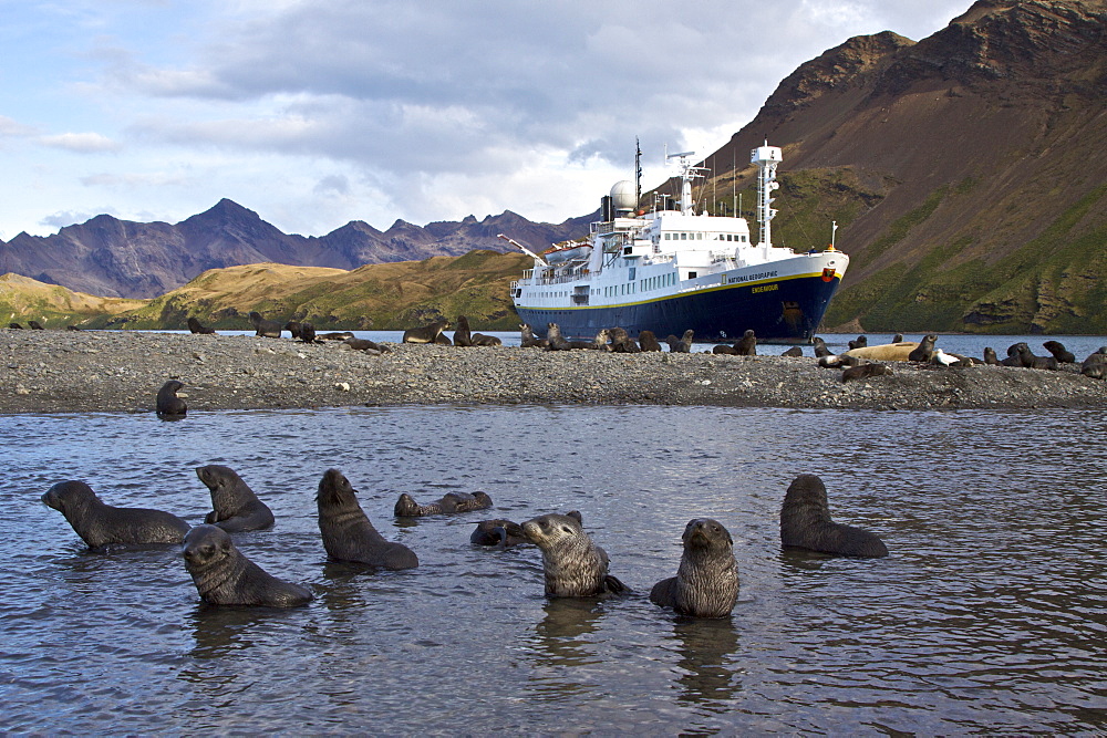 Antarctic Fur Seal (Arctocephalus gazella) pups at play at the abandoned Norwegian whaling station at Stromness on the island of South Georgia, Southern Atlantic Ocean