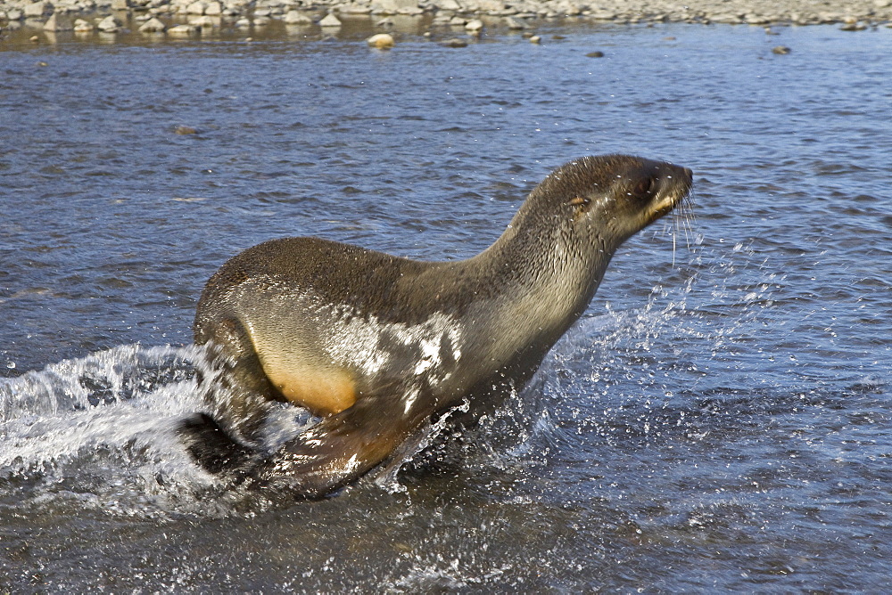 Antarctic Fur Seal (Arctocephalus gazella) pups at play at the abandoned Norwegian whaling station at Stromness on the island of South Georgia, Southern Atlantic Ocean