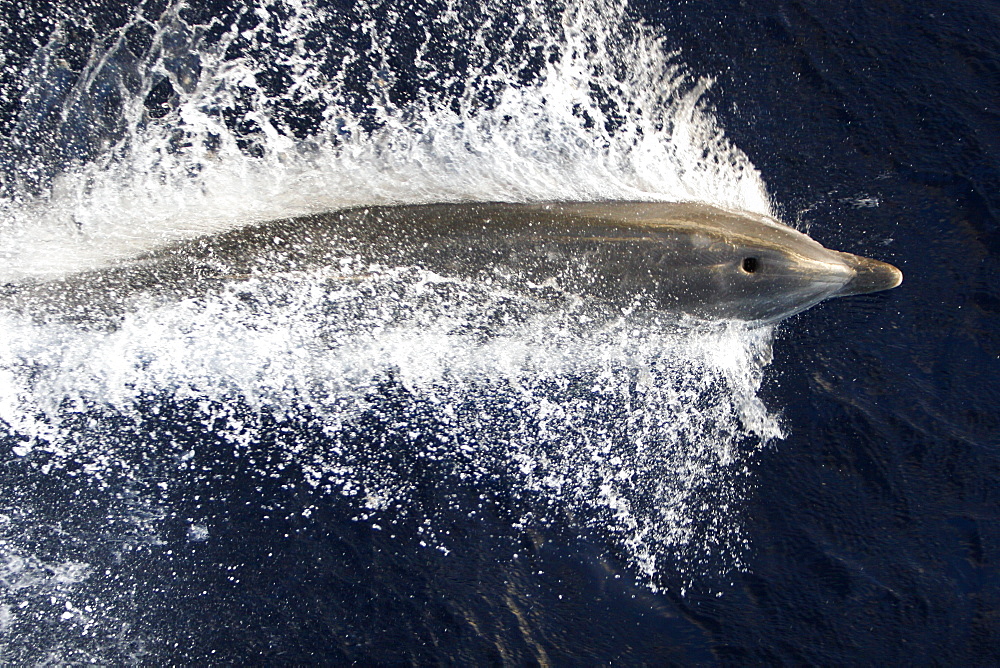 Adult bottlenose dolphin (Tursiops truncatus) bow riding the National Geographic Endeavour in the waters surrounding St. Helena in the south Atlantic Ocean.