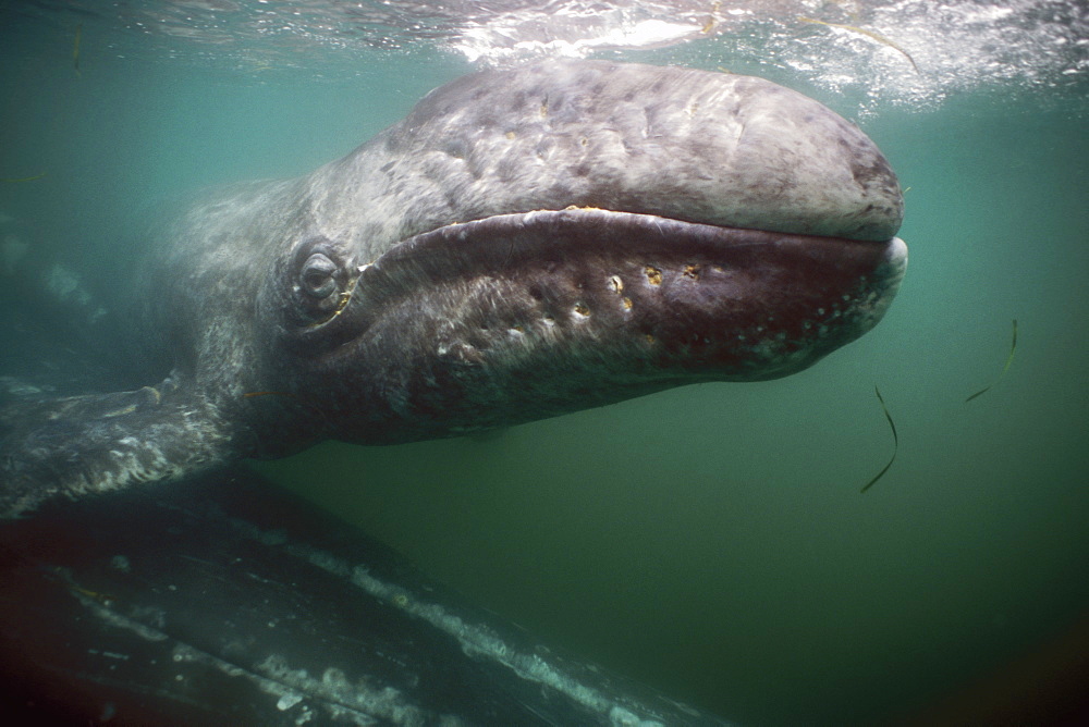 Curious Gray Whale (Eschrichtius robustus) mother and calf underwater in San Ignacio Lagoon, Baja California Sur, Mexico.