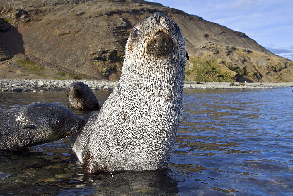 Antarctic Fur Seal (Arctocephalus gazella) pups at play at the abandoned Norwegian whaling station at Stromness on the island of South Georgia, Southern Atlantic Ocean