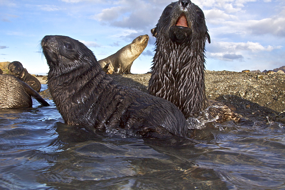 Antarctic Fur Seal (Arctocephalus gazella) pups at play at the abandoned Norwegian whaling station at Stromness on the island of South Georgia, Southern Atlantic Ocean