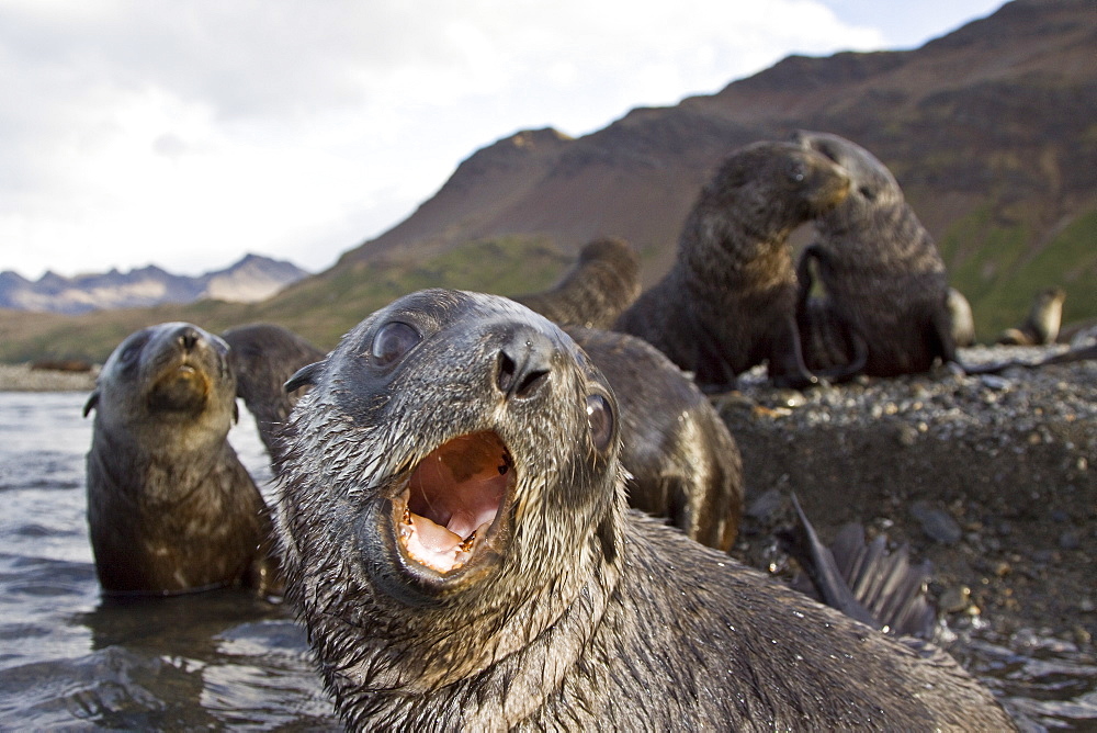 Antarctic Fur Seal (Arctocephalus gazella) pups at play at the abandoned Norwegian whaling station at Stromness on the island of South Georgia, Southern Atlantic Ocean