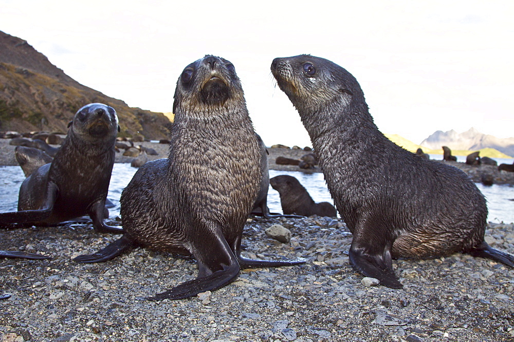 Antarctic Fur Seal (Arctocephalus gazella) pups at play at the abandoned Norwegian whaling station at Stromness on the island of South Georgia, Southern Atlantic Ocean