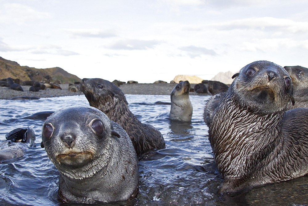 Antarctic Fur Seal (Arctocephalus gazella) pups at play at the abandoned Norwegian whaling station at Stromness on the island of South Georgia, Southern Atlantic Ocean