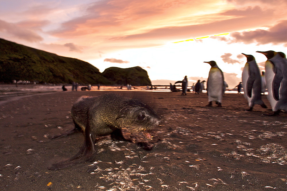 Antarctic Fur Seal (Arctocephalus gazella) at sunrise in St. Andrews Bay on the island of South Georgia, Southern Atlantic Ocean