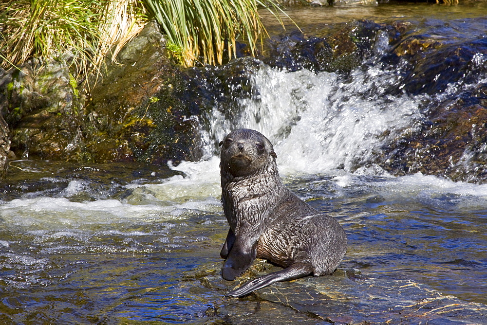 Antarctic Fur Seal (Arctocephalus gazella) on the island of South Georgia, Southern Atlantic Ocean