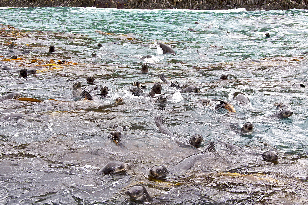Antarctic Fur Seal (Arctocephalus gazella) on the island of South Georgia, Southern Atlantic Ocean