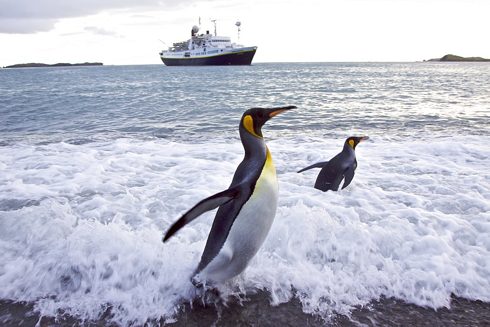 King Penguin (Aptenodytes patagonicus) in the surf at breeding and nesting colonies in Gold Harbour on South Georgia Island, Southern Ocean.  