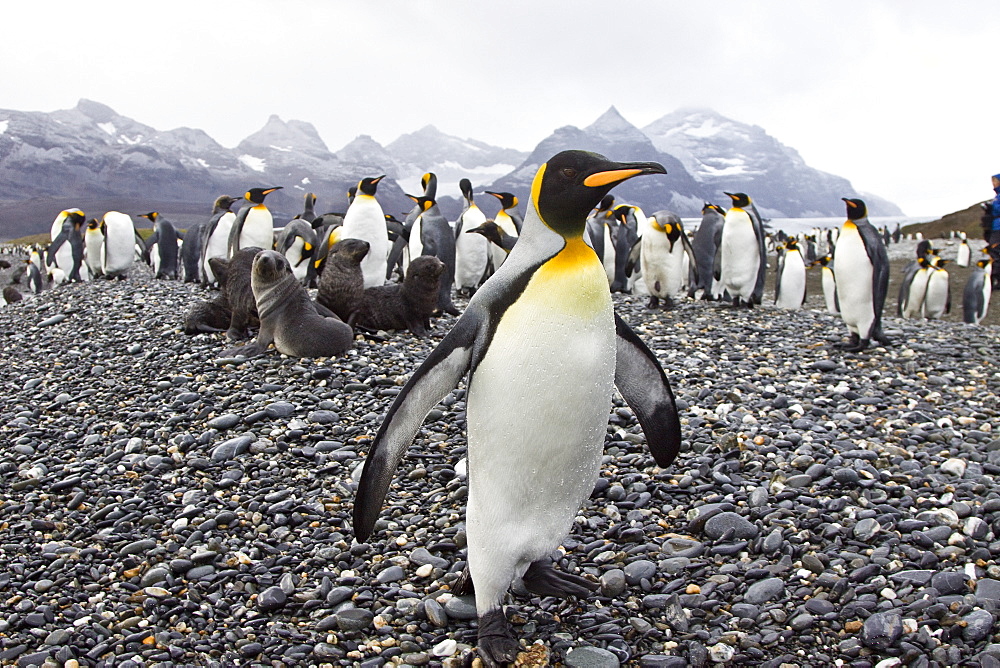 King Penguin (Aptenodytes patagonicus) breeding and nesting colonies on South Georgia Island, Southern Ocean. 