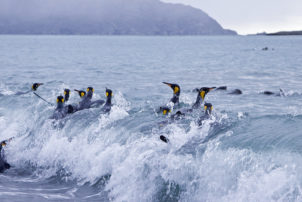 King Penguin (Aptenodytes patagonicus) breeding and nesting colonies on South Georgia Island, Southern Ocean.