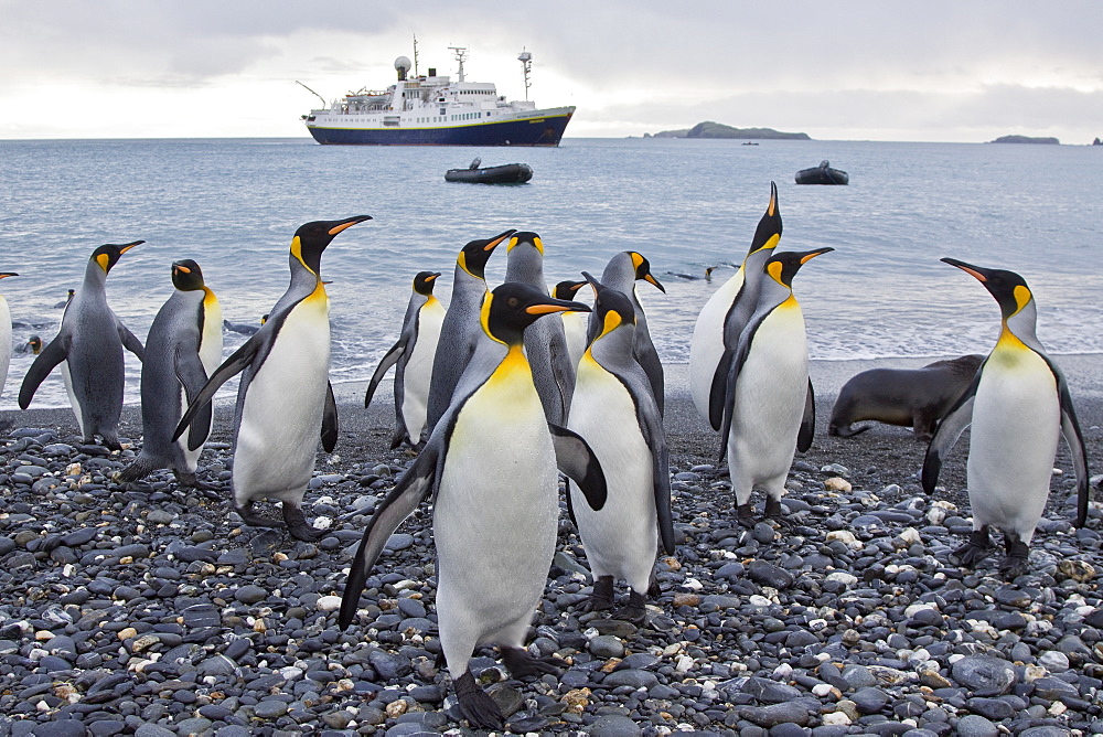 King Penguin (Aptenodytes patagonicus) breeding and nesting colonies on South Georgia Island, Southern Ocean.